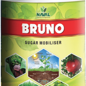 Naval Bruno